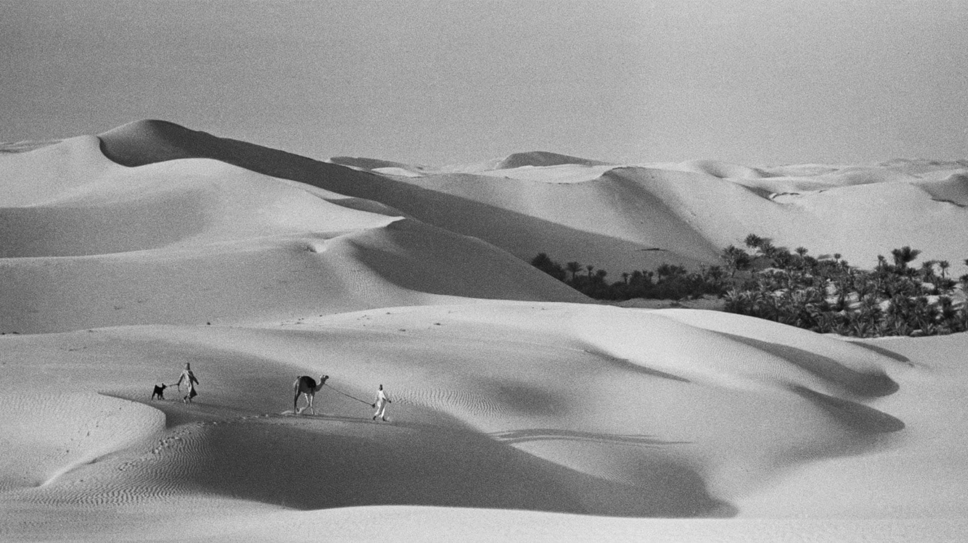 صورة باللونين الأبيض والأسود لمنظر صحراوي يظهر فيه شخصان وجملٌ وكلب سلوقي في منتصف القرن العشرين. 